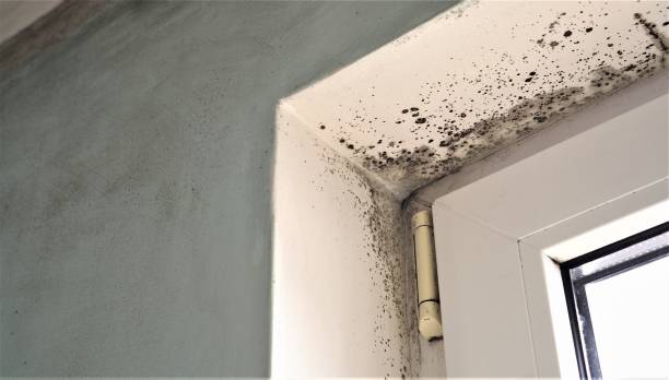 Best Forensic Mold Investigation  in Port Allegany, PA