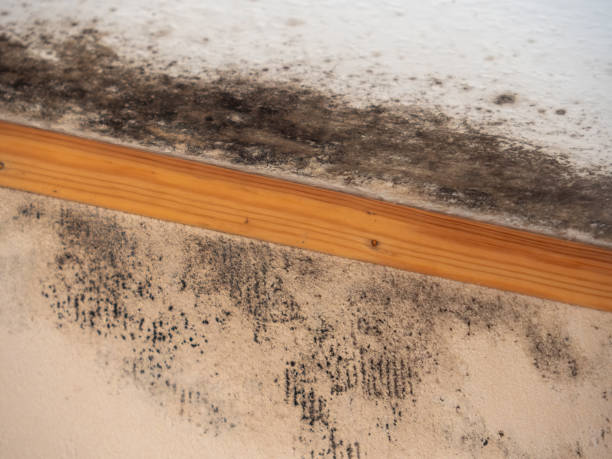 Best Industrial Mold Remediation  in Port Allegany, PA