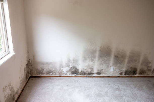 Best Black Mold Removal  in Port Allegany, PA