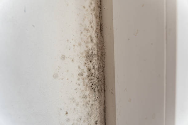 Reliable Port Allegany, PA Mold Removal Solutions